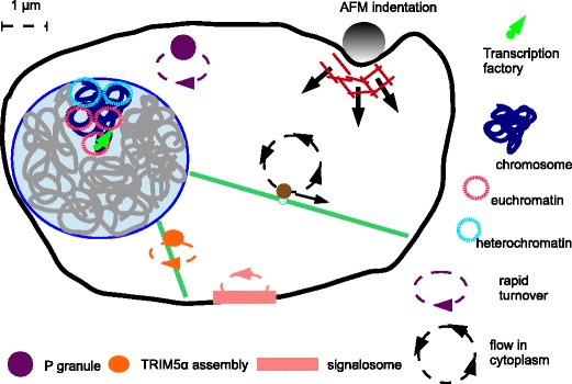 Life at the mesoscale: the self-organised cytoplasm and nucleoplasm.