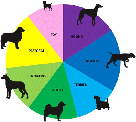 The challenges of pedigree dog health: approaches to combating inherited disease.