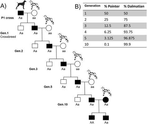 The challenges of pedigree dog health: approaches to combating inherited disease.