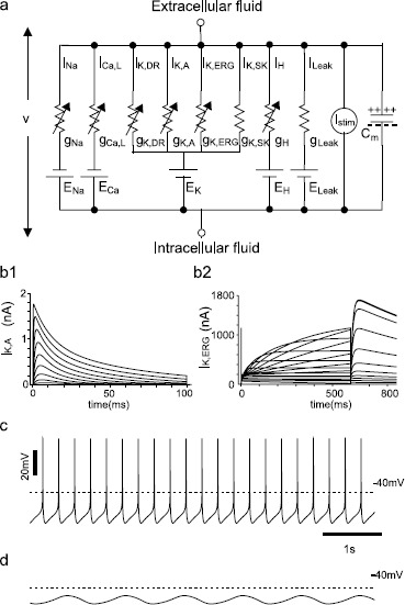 A Mathematical Model of a Midbrain Dopamine Neuron Identifies Two Slow Variables Likely Responsible for Bursts Evoked by SK Channel Antagonists and Terminated by Depolarization Block.