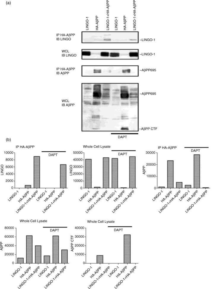 LINGO-1 promotes lysosomal degradation of amyloid-β protein precursor.