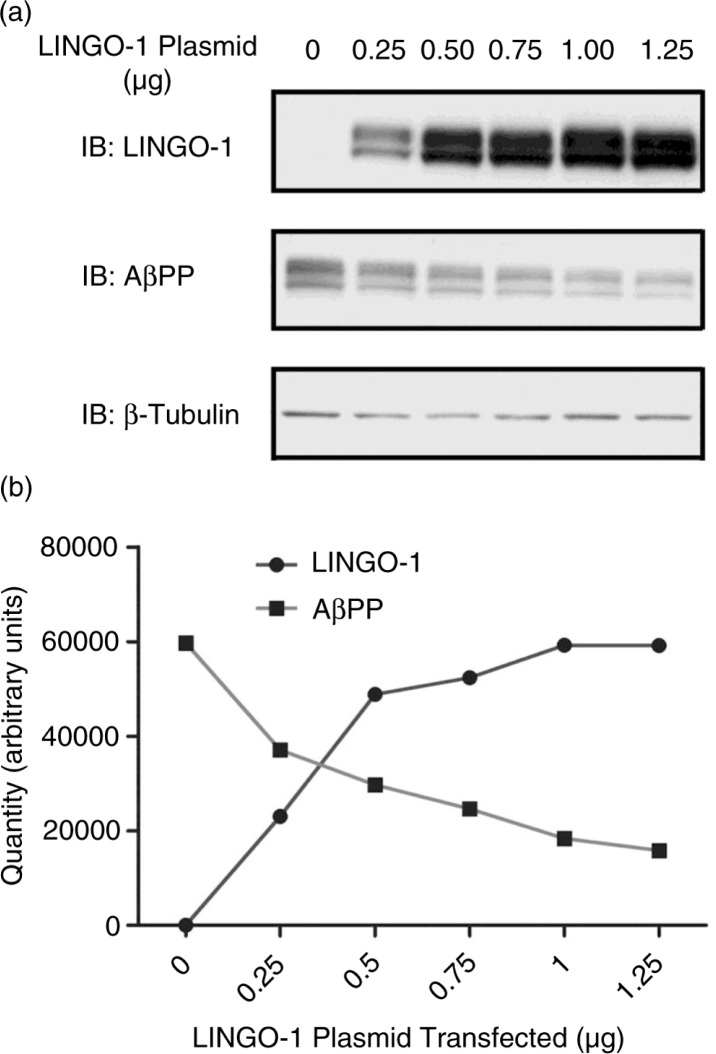 LINGO-1 promotes lysosomal degradation of amyloid-β protein precursor.