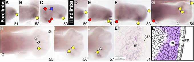 Distinct patterns of endosulfatase gene expression during Xenopus laevis limb development and regeneration.