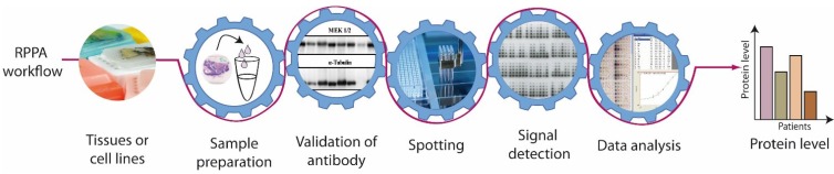 Reverse Phase Protein Arrays-Quantitative Assessment of Multiple Biomarkers in Biopsies for Clinical Use.