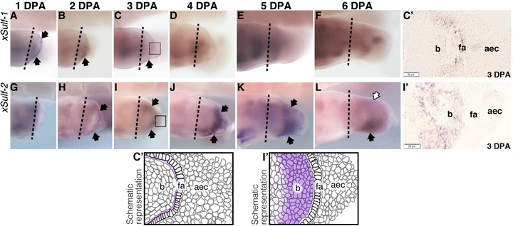 Distinct patterns of endosulfatase gene expression during Xenopus laevis limb development and regeneration.