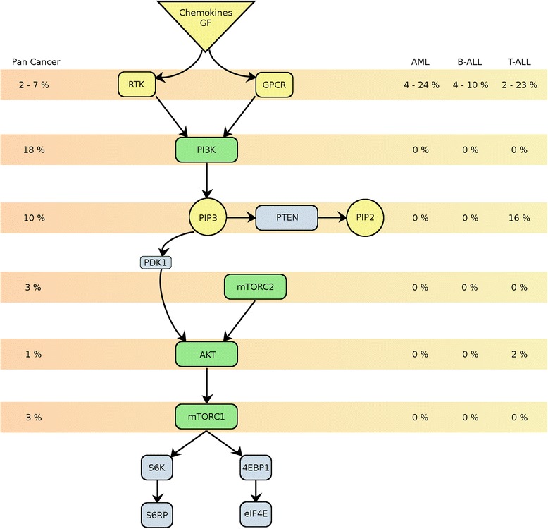 Outlook on PI3K/AKT/mTOR inhibition in acute leukemia.