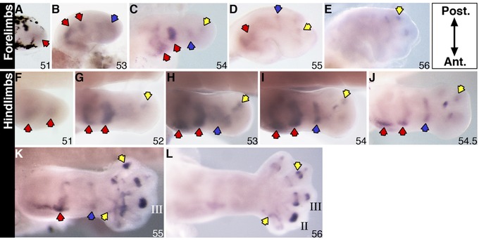 Distinct patterns of endosulfatase gene expression during Xenopus laevis limb development and regeneration.