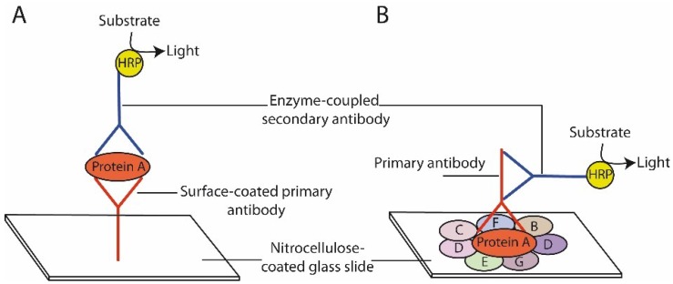 Reverse Phase Protein Arrays-Quantitative Assessment of Multiple Biomarkers in Biopsies for Clinical Use.