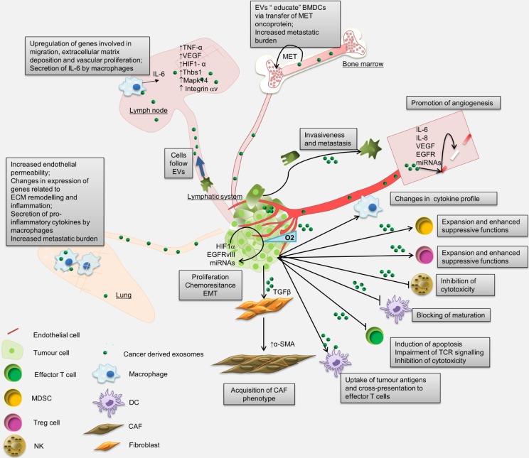 Biodistribution, Uptake and Effects Caused by Cancer-Derived Extracellular Vesicles.