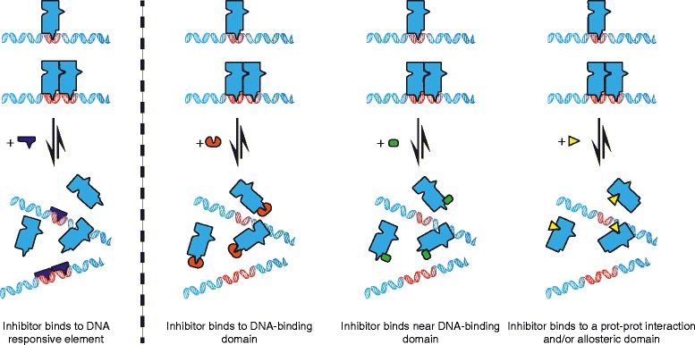 Pharmacological manipulation of transcription factor protein-protein interactions: opportunities and obstacles