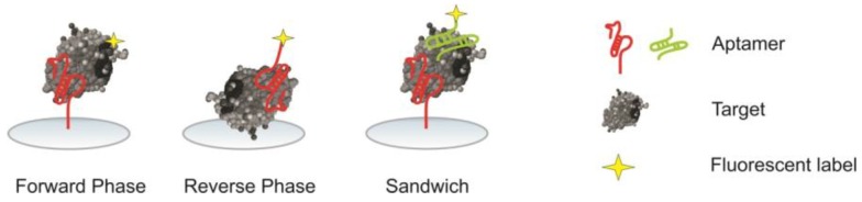 Aptamer Microarrays-Current Status and Future Prospects.
