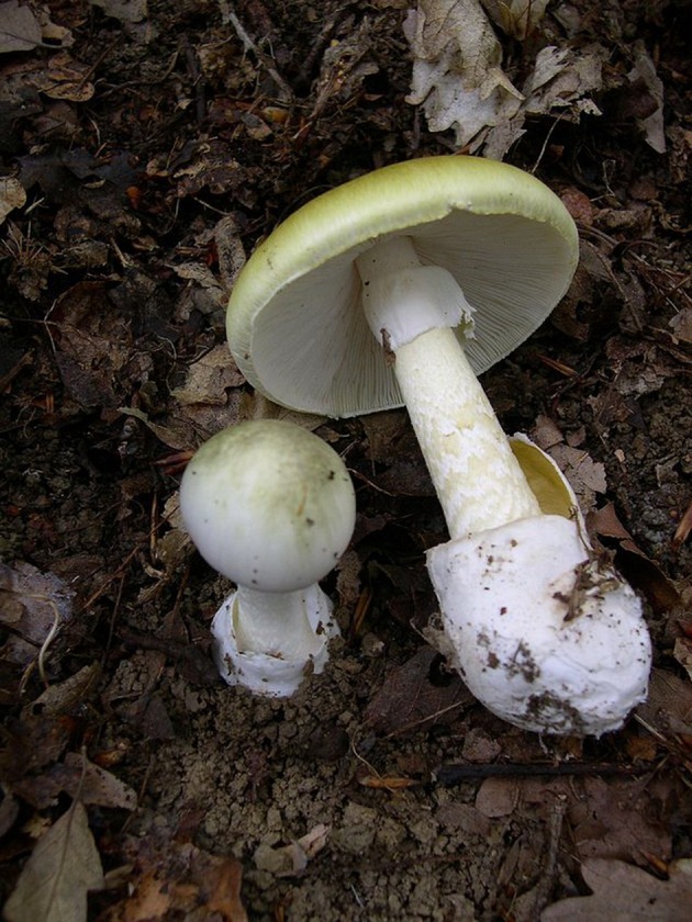 Acute hepatorenal failure in a patient following consumption of mushrooms: a case report.