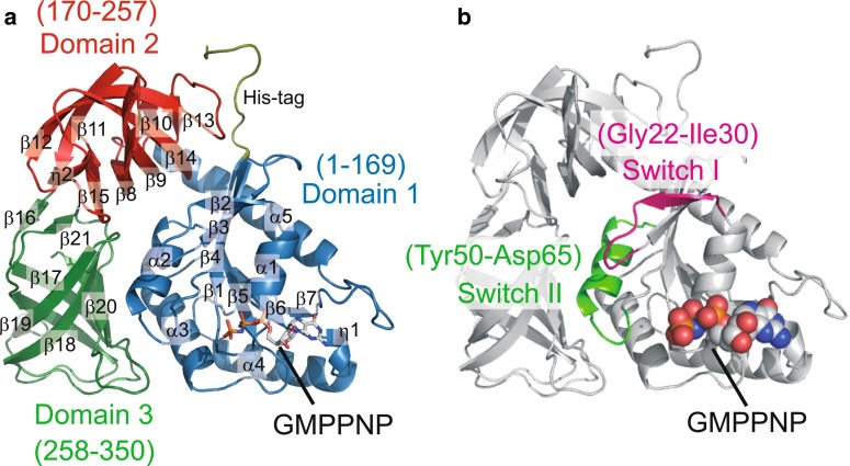 A SelB/EF-Tu/aIF2γ-like protein from Methanosarcina mazei in the GTP-bound form binds cysteinyl-tRNA(Cys.).