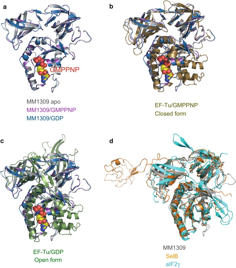 A SelB/EF-Tu/aIF2γ-like protein from Methanosarcina mazei in the GTP-bound form binds cysteinyl-tRNA(Cys.).