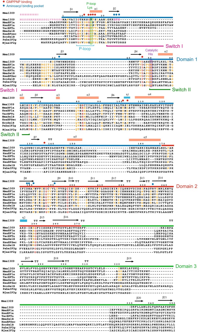 A SelB/EF-Tu/aIF2γ-like protein from Methanosarcina mazei in the GTP-bound form binds cysteinyl-tRNA(Cys.).