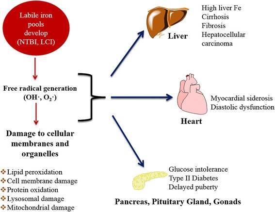 Polymeric nanocarriers for the treatment of systemic iron overload.