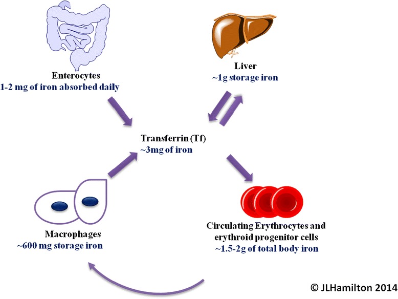 Polymeric nanocarriers for the treatment of systemic iron overload.