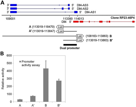 Delta-like 4 mRNA is regulated by adjacent natural antisense transcripts.