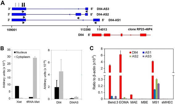 Delta-like 4 mRNA is regulated by adjacent natural antisense transcripts.