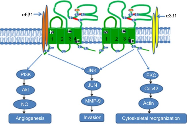 CD151-A Striking Marker for Cancer Therapy.