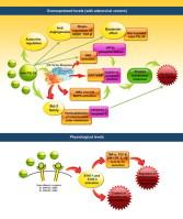 IL-24: A novel gene therapy candidate for immune system upregulation in Hodgkin’s lymphoma