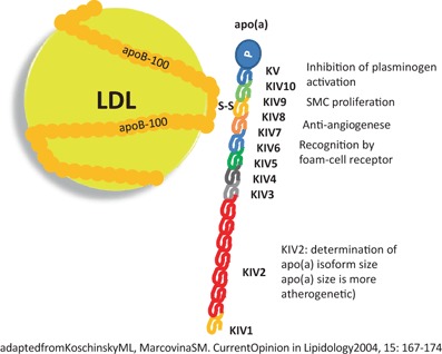 Lipoprotein(a)-clinical aspects and future challenges.