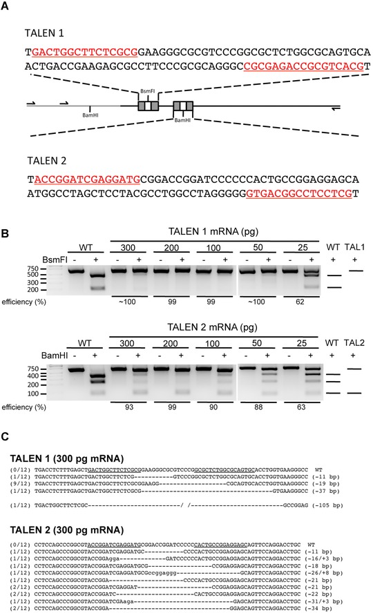 TALEN-mediated gene editing of the thrombospondin-1 locus in axolotl.