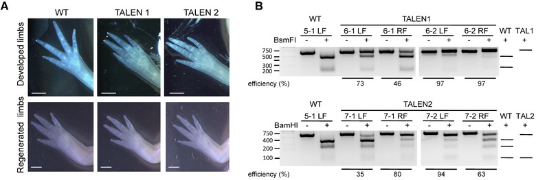 TALEN-mediated gene editing of the thrombospondin-1 locus in axolotl.