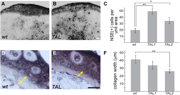 TALEN-mediated gene editing of the thrombospondin-1 locus in axolotl.