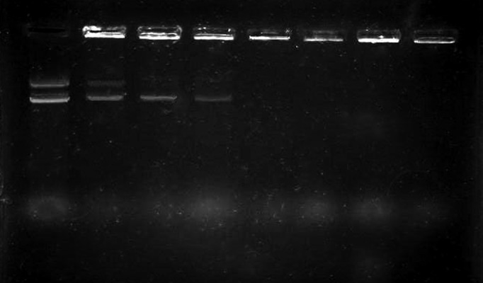 Evaluation of In Vivo Transfection Efficiency of Eudragit Coated Nanoparticles of Chitosan-DNA: A pH-sensitive System Prepared for Oral DNA Delivery.