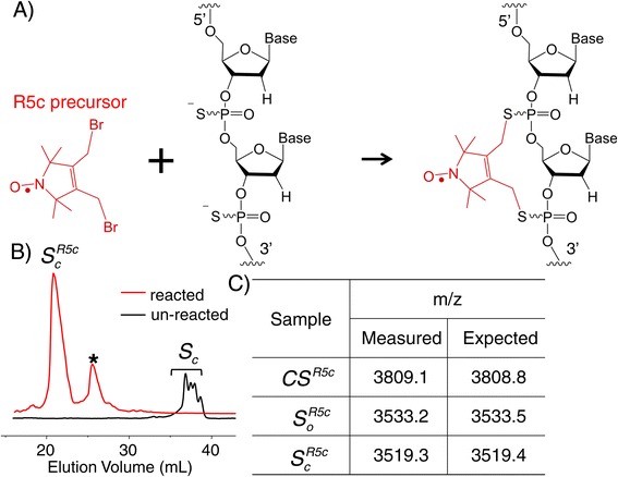 A nucleotide-independent cyclic nitroxide label for monitoring segmental motions in nucleic acids.