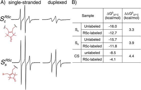 A nucleotide-independent cyclic nitroxide label for monitoring segmental motions in nucleic acids.