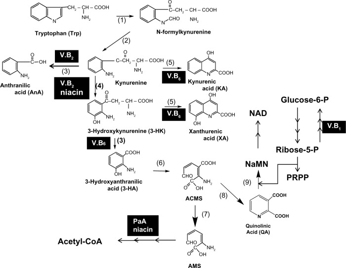 Method for Evaluation of the Requirements of B-group Vitamins Using Tryptophan Metabolites in Human Urine.