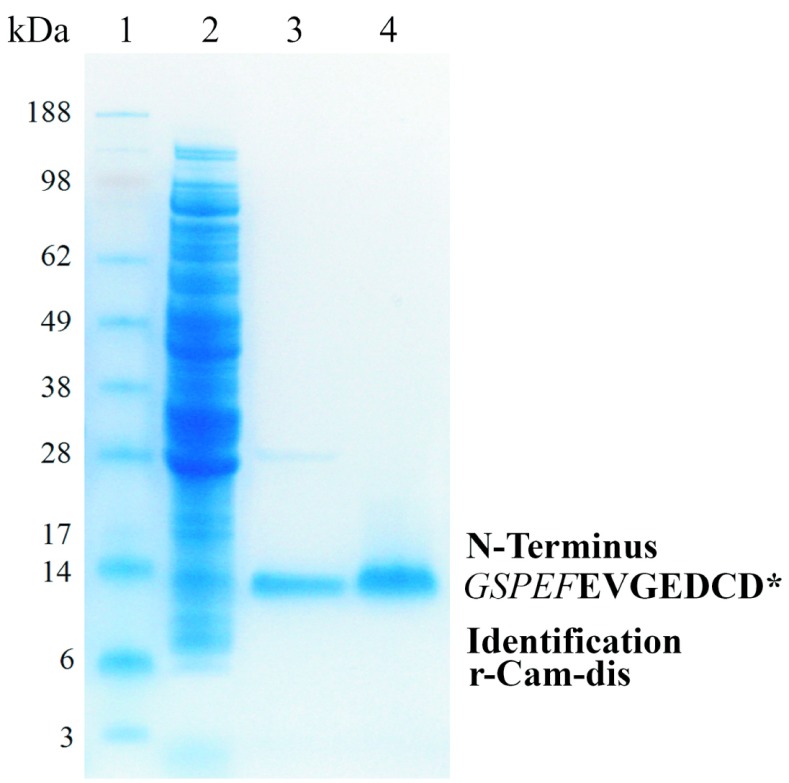 Recombinant disintegrin (r-Cam-dis) from Crotalus adamanteus inhibits adhesion of human pancreatic cancer cell lines to laminin-1 and vitronectin.