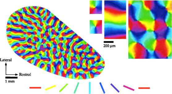 Monochromaticity of orientation maps in v1 implies minimum variance for hypercolumn size.