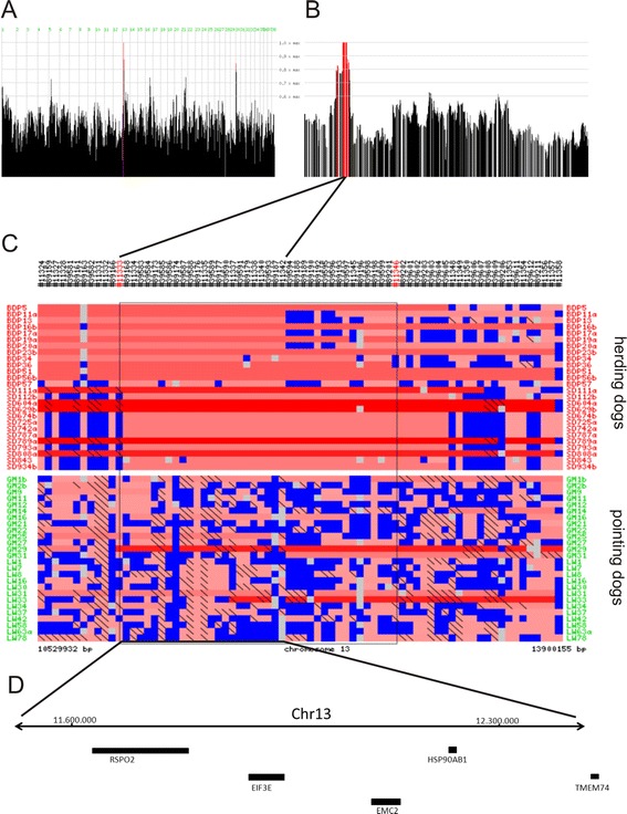 Homozygosity mapping and sequencing identify two genes that might contribute to pointing behavior in hunting dogs.