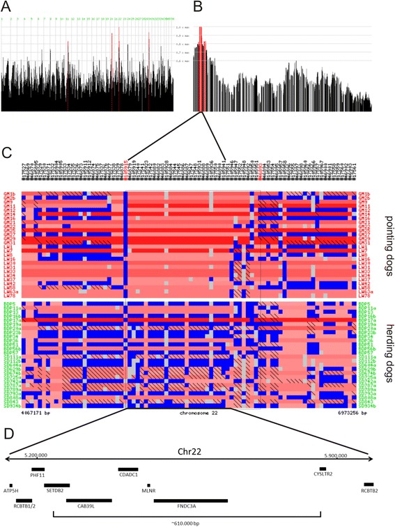 Homozygosity mapping and sequencing identify two genes that might contribute to pointing behavior in hunting dogs.