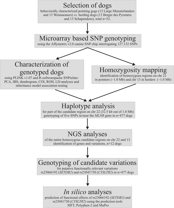 Homozygosity mapping and sequencing identify two genes that might contribute to pointing behavior in hunting dogs.