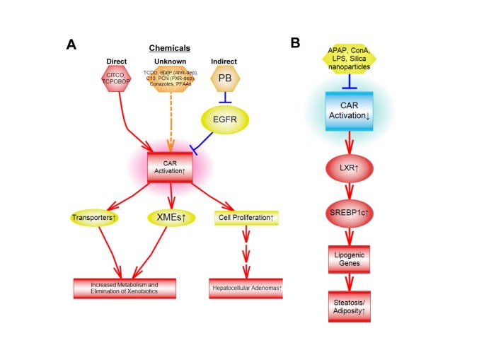 Identification of chemical modulators of the constitutive activated receptor (CAR) in a gene expression compendium.