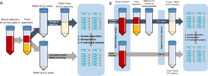 Detection and Characterization of Circulating Tumour Cells from Frozen Peripheral Blood Mononuclear Cells.