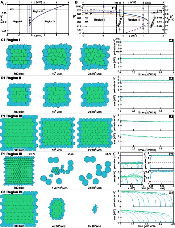 The biophysical nature of cells: potential cell behaviours revealed by analytical and computational studies of cell surface mechanics.