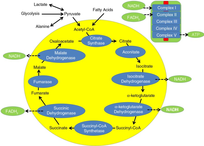 Gastrointestinal dysfunction in autism spectrum disorder: the role of the mitochondria and the enteric microbiome.