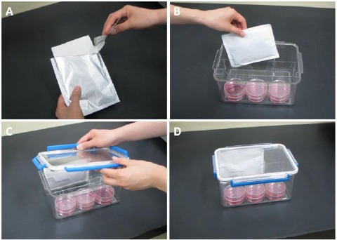 The effects of short-term hypoxia on human mesenchymal stem cell proliferation, viability and p16(INK4A) mRNA expression: Investigation using a simple hypoxic culture system with a deoxidizing agent.