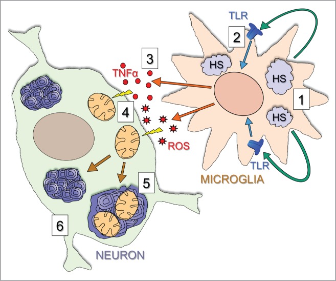 Crosstalk between 2 organelles: Lysosomal storage of heparan sulfate causes mitochondrial defects and neuronal death in mucopolysaccharidosis III type C.