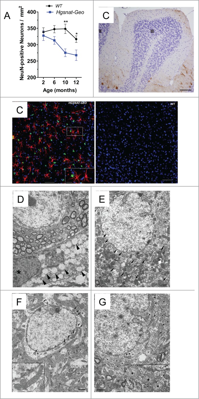 Crosstalk between 2 organelles: Lysosomal storage of heparan sulfate causes mitochondrial defects and neuronal death in mucopolysaccharidosis III type C.