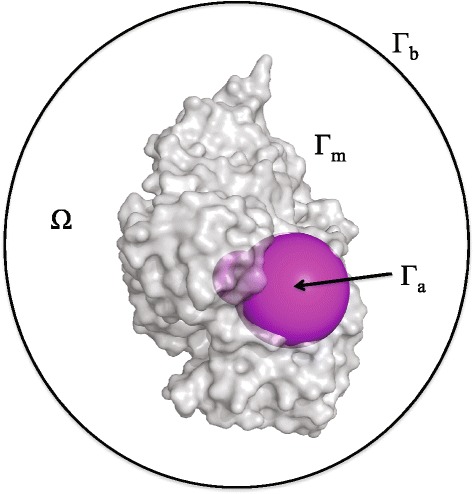 Numerical calculation of protein-ligand binding rates through solution of the Smoluchowski equation using smoothed particle hydrodynamics.