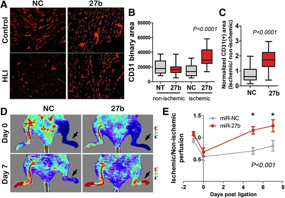 Therapeutic manipulation of angiogenesis with miR-27b.