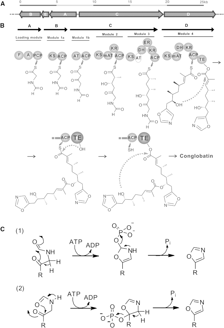 Iterative Mechanism of Macrodiolide Formation in the Anticancer Compound Conglobatin.