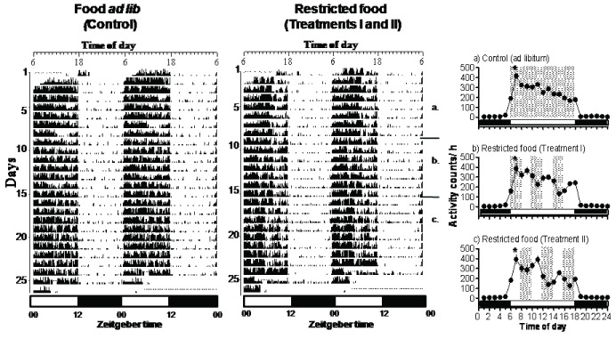 Intermittent Food Absence Motivates Reallocation of Locomotion and Feeding in Spotted Munia (Lonchura punctulata).