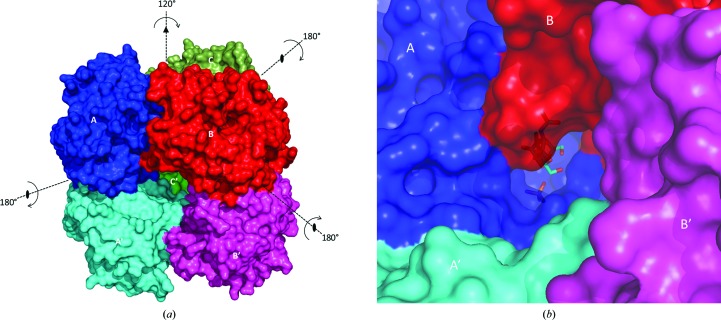 Structural bases for N-glycan processing by mannoside phosphorylase.